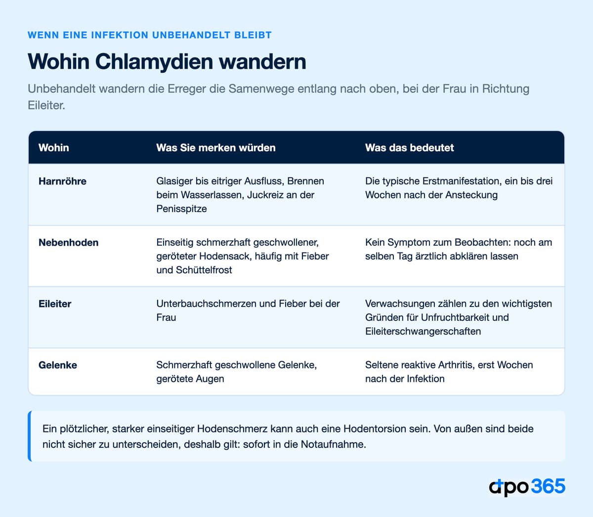 Wohin Chlamydien unbehandelt wandern: Harnröhre, Nebenhoden, Eileiter und Gelenke